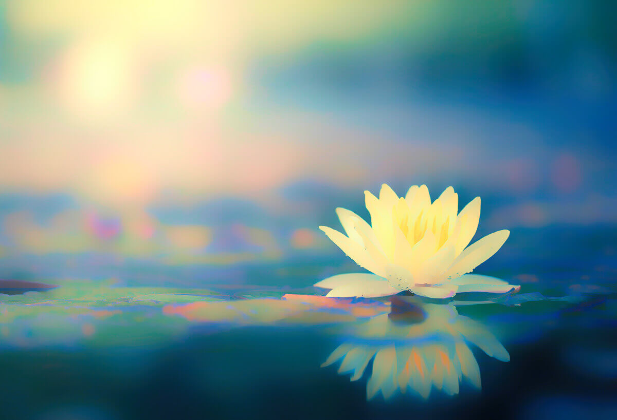 Lotus Flower Image Lotus Flower Image